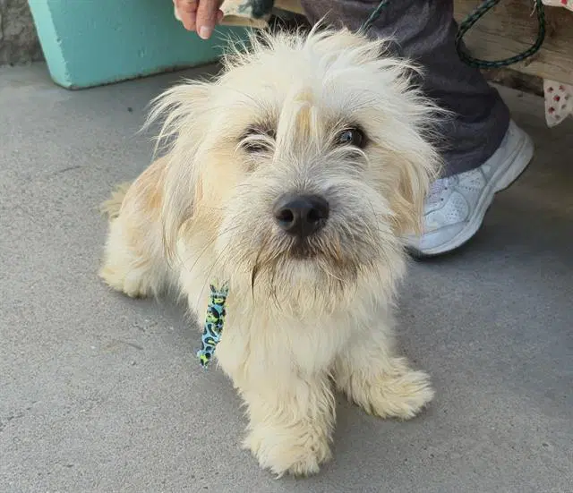 Echo - Shih Tzu