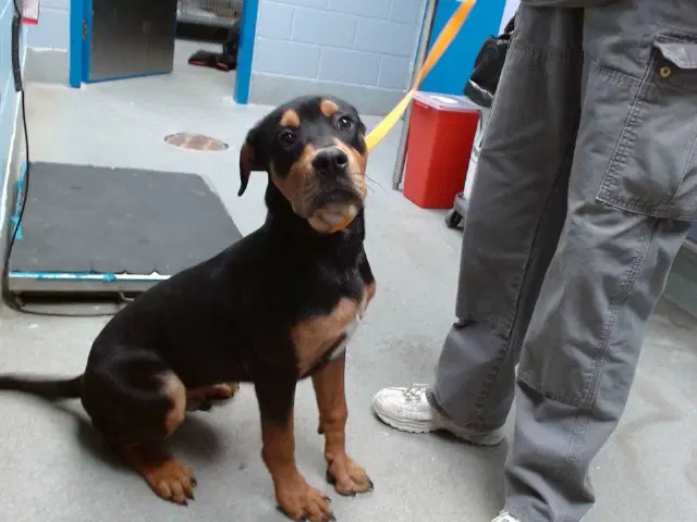 Leo - Rottweiler