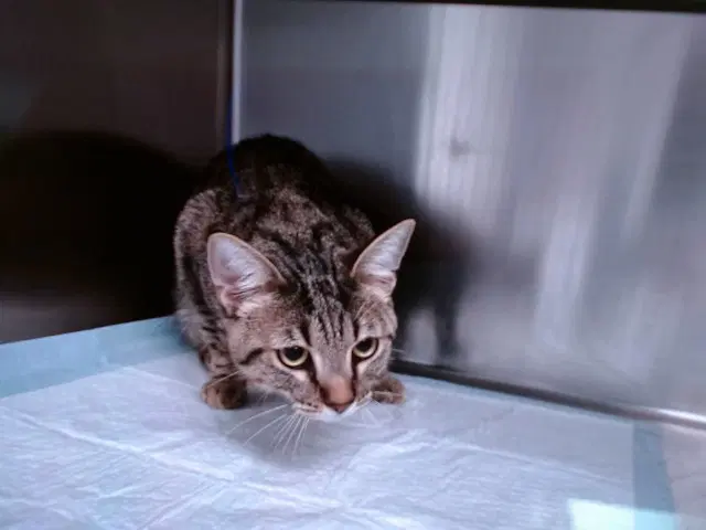 Sky - Domestic Short Hair