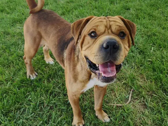 Porkchop - Chinese Shar-Pei
