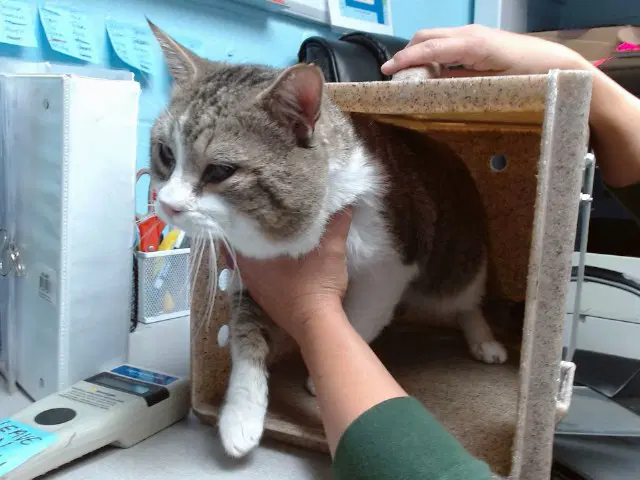 Simba - Domestic Short Hair