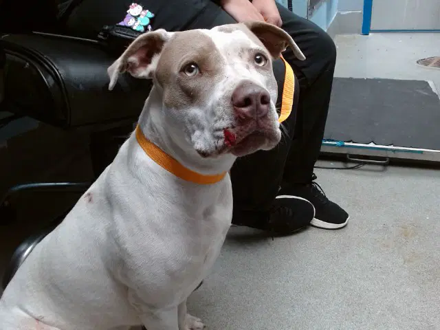 Magoo - American Pit Bull Terrier