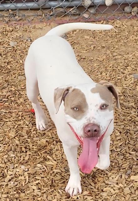 MAGOO, a dog for adoption from Albuquerque Animal Services - Westside