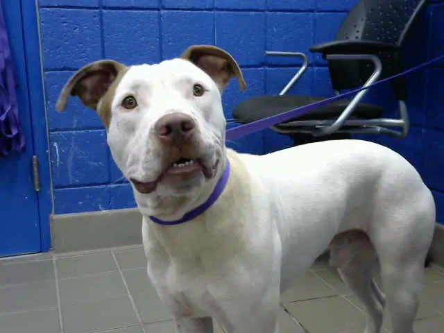Marshmello - Pit Bull Terrier
