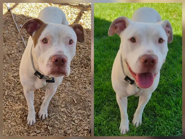 Marshmello - Pit Bull Terrier