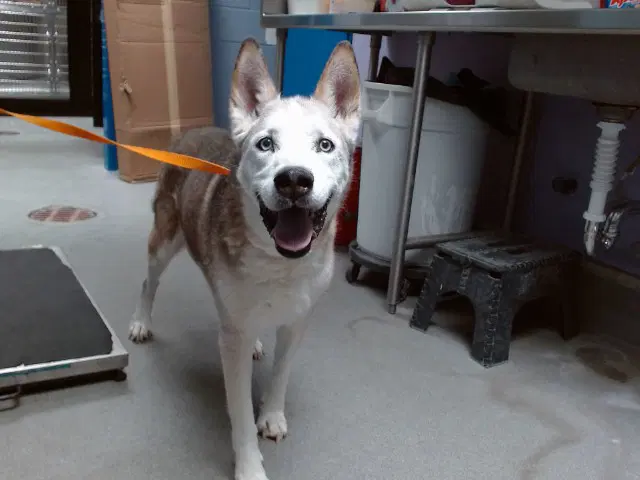 Sasha - Siberian Husky