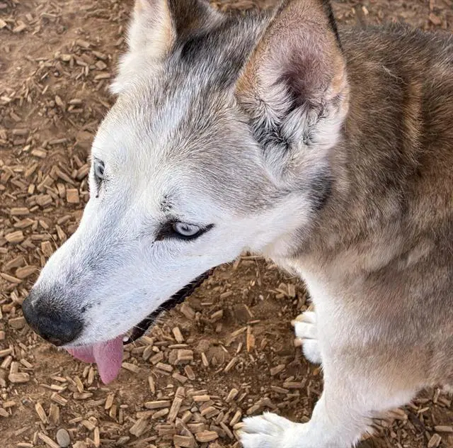 Sasha - Siberian Husky