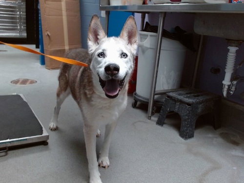 SASHA, a dog for adoption from Albuquerque Animal Services - Westside