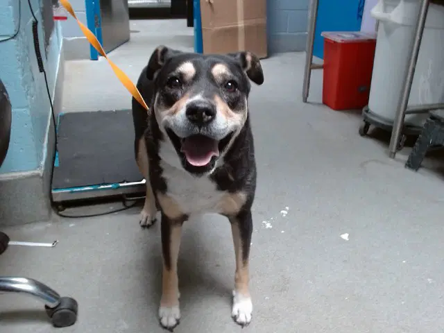 Annie - Australian Cattle Dog/Blue Heeler