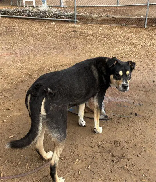 Annie - Australian Cattle Dog/Blue Heeler