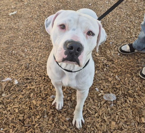 CINNAMON ROLL, a dog for adoption from Albuquerque Animal Services - Westside