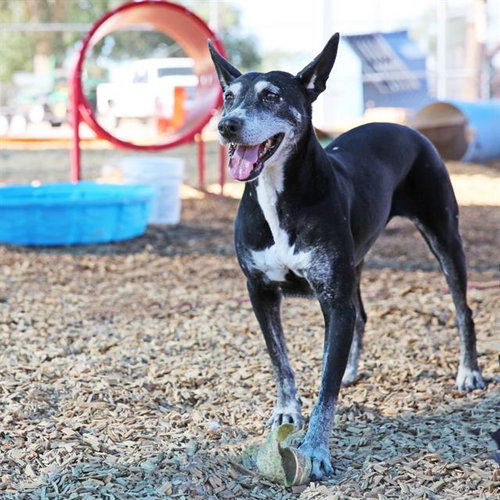 RAJA, a dog for adoption from Albuquerque Animal Services - Westside
