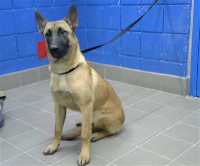 Jolene - Belgian Shepherd Malinois