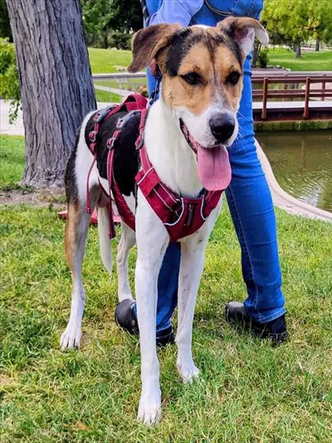 Bandit - American Foxhound
