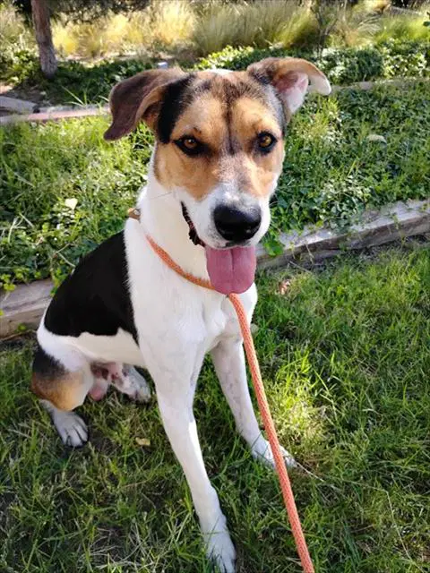 Bandit - American Foxhound