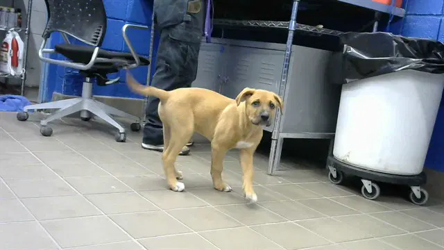 Mustard - Rottweiler