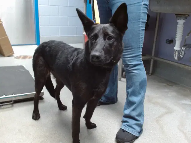 Kate - German Shepherd Dog