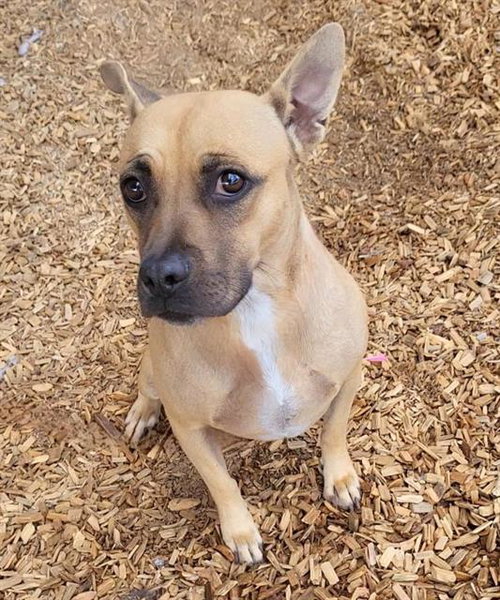 NANCY, a dog for adoption from Albuquerque Animal Services - Westside