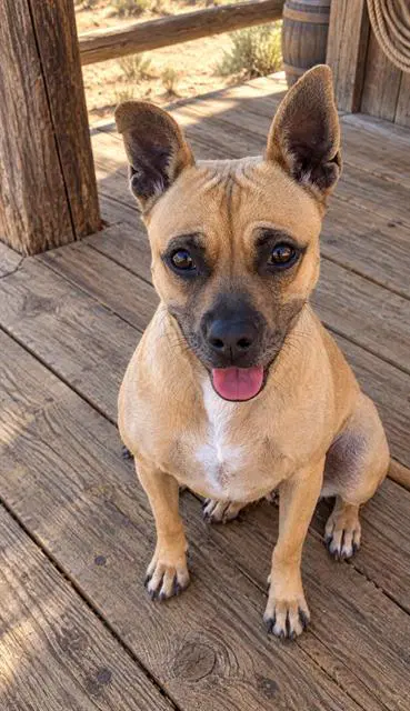 Nancy - American Pit Bull Terrier