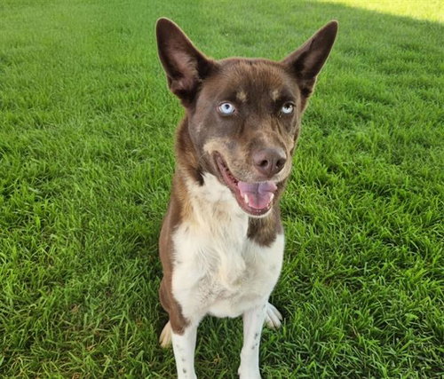 ZELDA, a dog for adoption from Albuquerque Animal Services - Westside