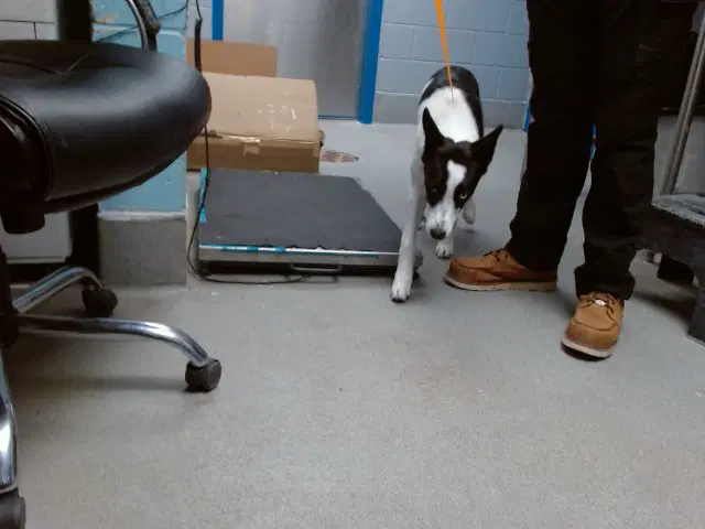 Dune - Border Collie