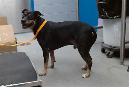 MACK, a dog for adoption from Albuquerque Animal Services - Westside