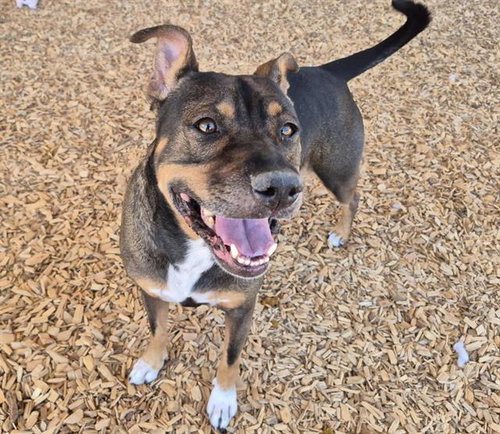 XEPNER, a dog for adoption from Albuquerque Animal Services - Westside
