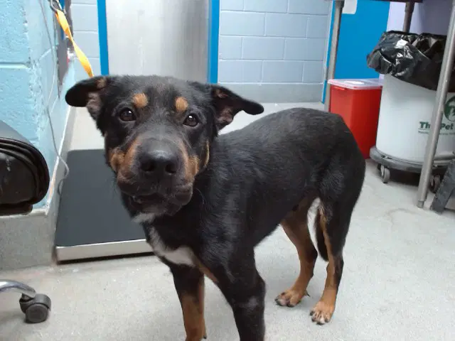 Beast - Doberman Pinscher