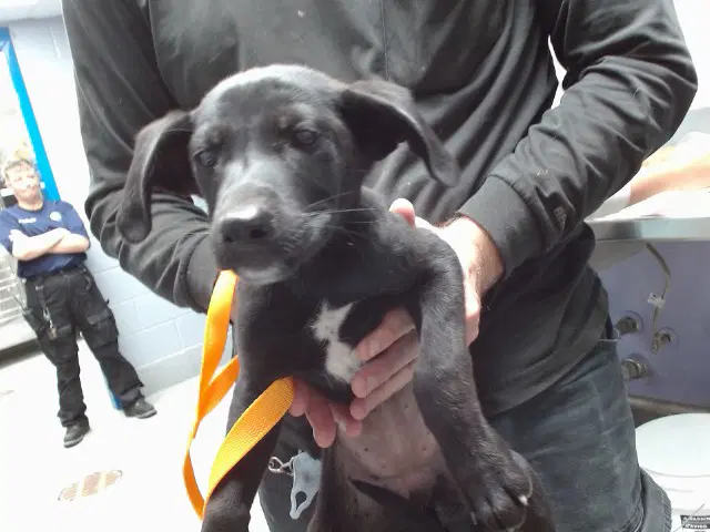 Hostess - Labrador Retriever