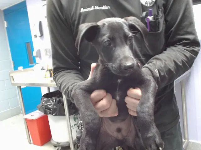 Nabisco - Labrador Retriever