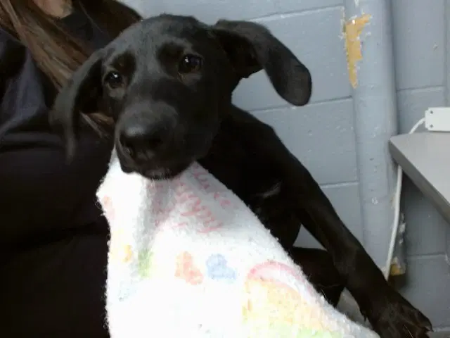 Marinela - Labrador Retriever