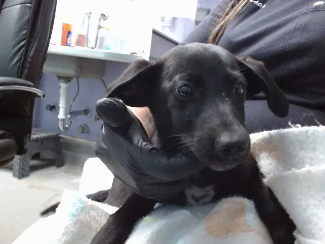 Sara Lee - Labrador Retriever