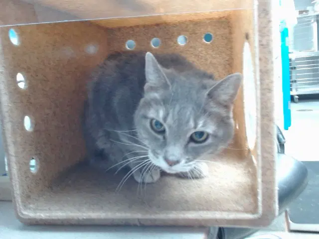 Chona - Domestic Short Hair