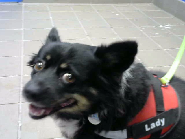 Lady