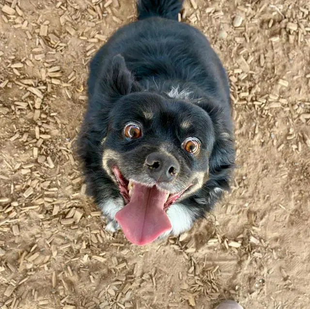 Lady - Australian Shepherd