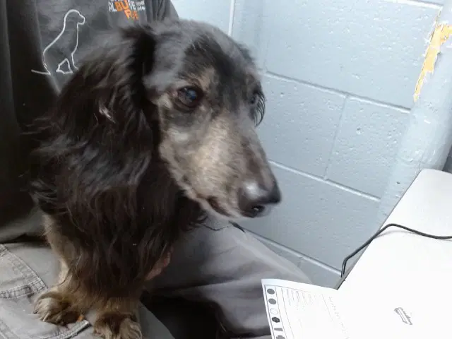 Yulie - Dachshund