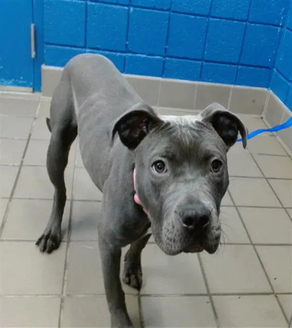 Squish - Staffordshire Bull Terrier
