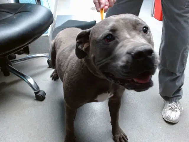 Squish - Staffordshire Bull Terrier