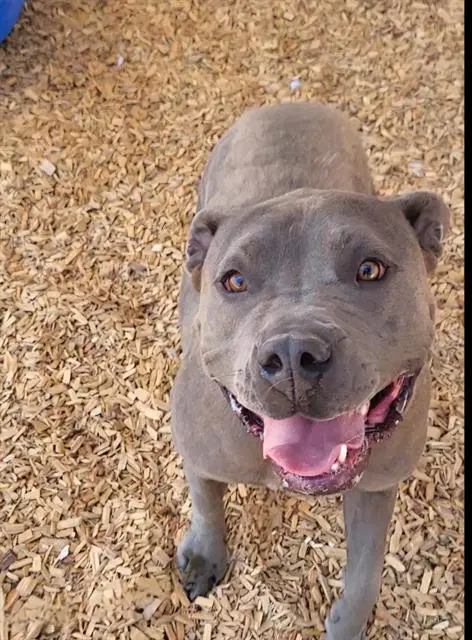 Squish - Staffordshire Bull Terrier