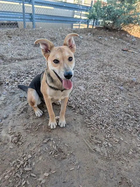 Rosie - German Shepherd Dog