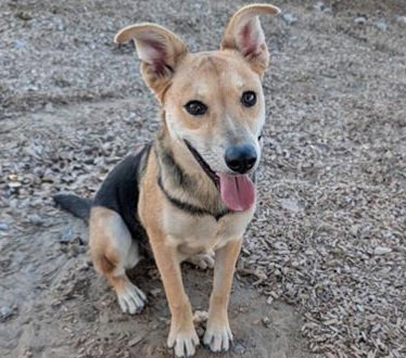 ROSIE, a dog for adoption from Albuquerque Animal Services - Westside