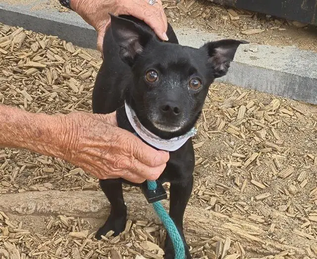 Toast - Chihuahua