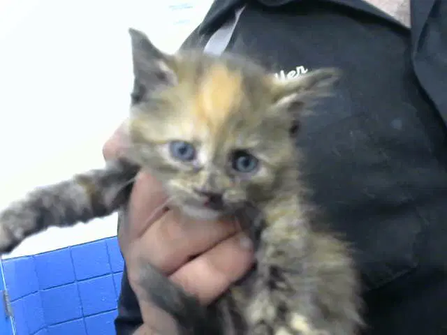 Nutmeg - Domestic Short Hair