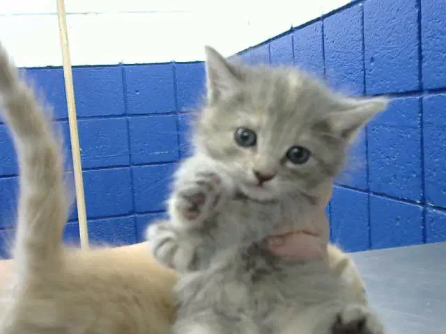 Salt - Domestic Short Hair