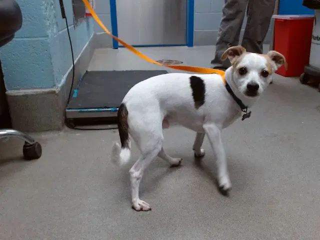 Jack - Jack Russell Terrier (Parson Russell Terrier)