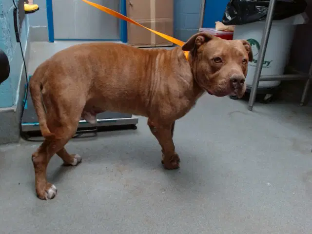 Brando - American Pit Bull Terrier