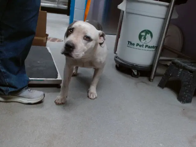 Avalon - American Pit Bull Terrier