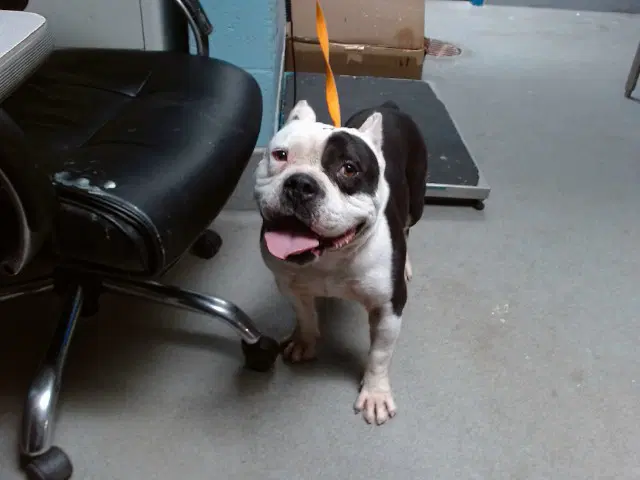 Cantaloupe - American Bulldog