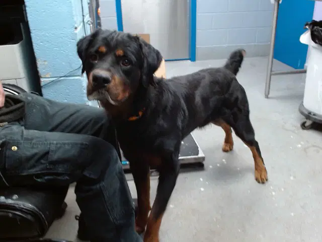 Fizzlepop - Rottweiler