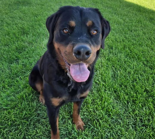 FIZZLEPOP, a dog for adoption from Albuquerque Animal Services - Westside